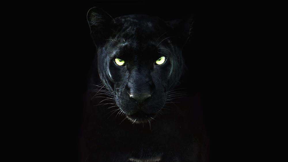 Pantera Negra: O Reino Selvagem (Dublado) - 2020 - 1080p